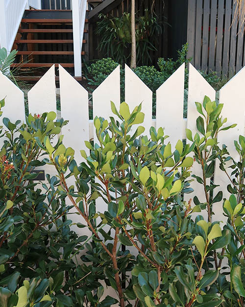 Contemporary white timber fence
