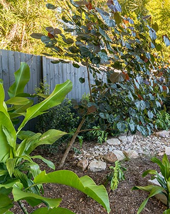 Lush tropical screening plants