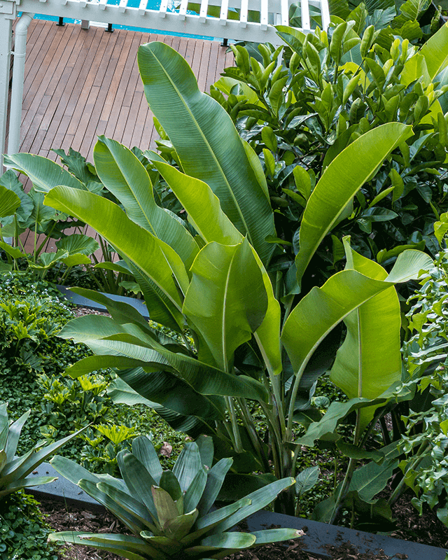 Lust tropical heliconas are the perfect statement or instant screening plant